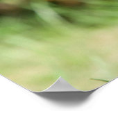 Miniatuur Dachshund 3 met gladde haren Poster (Hoek)