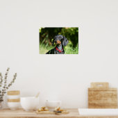 Miniatuur Dachshund 3 met gladde haren Poster (Keuken)