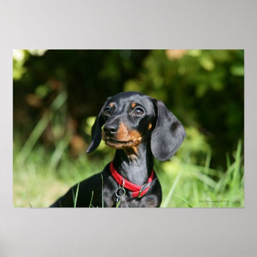 Miniatuur Dachshund 3 met gladde haren Poster (Voorkant)