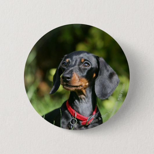 Miniatuur Dachshund 3 met gladde haren Ronde Button 5,7 Cm (Voorkant)
