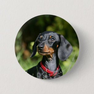 Miniatuur Dachshund 3 met gladde haren Ronde Button 5,7 Cm