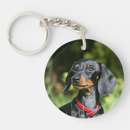 Miniatuur Dachshund 3 met gladde haren Sleutelhanger (Voorkant)
