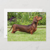 Miniatuur Dachshund met gladde haren Briefkaart (Voorkant / Achterkant)