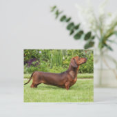 Miniatuur Dachshund met gladde haren Briefkaart (Staand voorkant)