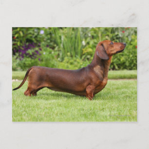 Miniatuur Dachshund met gladde haren Briefkaart