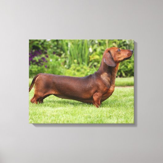 Miniatuur Dachshund met gladde haren Canvas Afdruk (Voorkant)