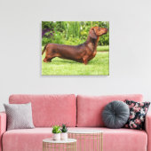 Miniatuur Dachshund met gladde haren Canvas Afdruk (Insitu (Woonkamer))