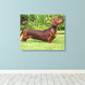 Miniatuur Dachshund met gladde haren Canvas Afdruk (Insitu (Houten vloer))