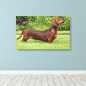 Miniatuur Dachshund met gladde haren Canvas Afdruk (Insitu (Houten vloer))