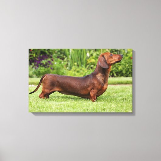 Miniatuur Dachshund met gladde haren Canvas Afdruk (Voorkant)