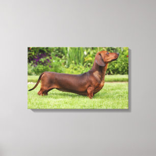 Miniatuur Dachshund met gladde haren Canvas Afdruk