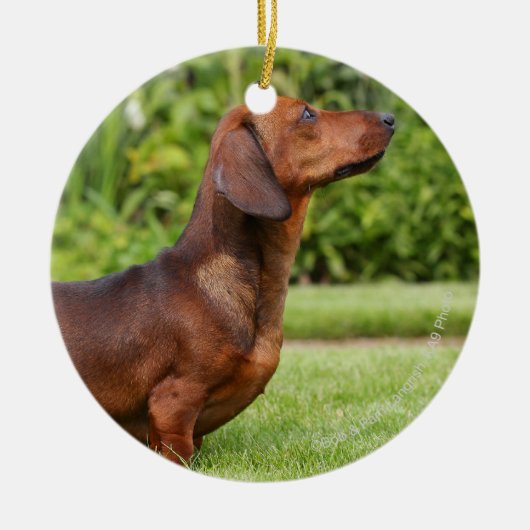Miniatuur Dachshund met gladde haren Keramisch Ornament (Voorkant)