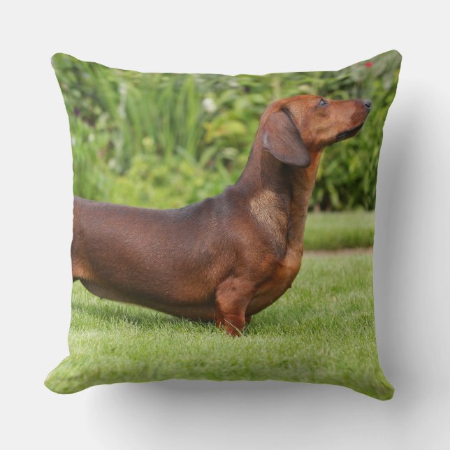 Miniatuur Dachshund met gladde haren Kussen (Voorkant)