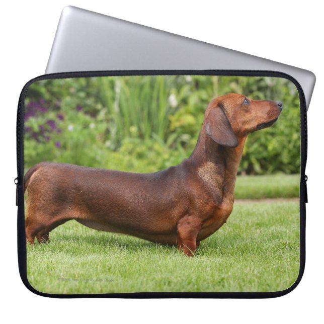 Miniatuur Dachshund met gladde haren Laptop Sleeve (Voorkant)