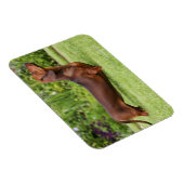 Miniatuur Dachshund met gladde haren Magneet (Rechterzijde)