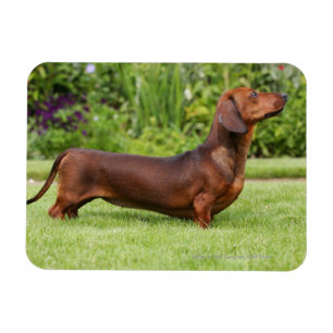 Miniatuur Dachshund met gladde haren Magneet