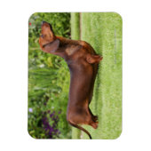Miniatuur Dachshund met gladde haren Magneet (Verticaal)