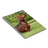 Miniatuur Dachshund met gladde haren Notitieboek (Rechterzijde)