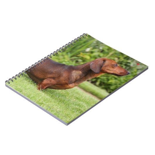 Miniatuur Dachshund met gladde haren Notitieboek (Linkerzijde)