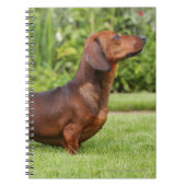 Miniatuur Dachshund met gladde haren Notitieboek (Voorkant)