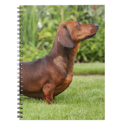 Miniatuur Dachshund met gladde haren Notitieboek (Voorkant)
