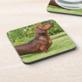 Miniatuur Dachshund met gladde haren Onderzetter (Linkerzijde)