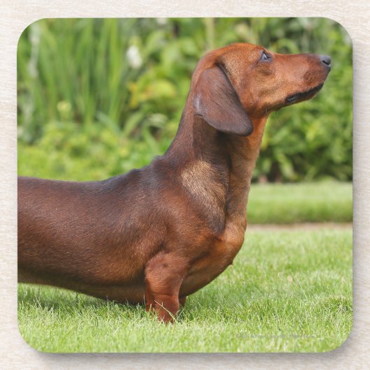 Miniatuur Dachshund met gladde haren Onderzetter (Voorkant)