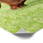 Miniatuur Dachshund met gladde haren Poster (Hoek)
