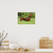 Miniatuur Dachshund met gladde haren Poster (Keuken)