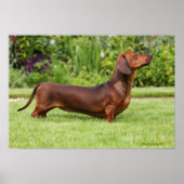 Miniatuur Dachshund met gladde haren Poster (Voorkant)