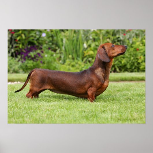 Miniatuur Dachshund met gladde haren Poster (Voorkant)