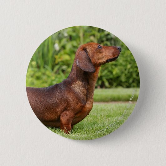 Miniatuur Dachshund met gladde haren Ronde Button 5,7 Cm (Voorkant)