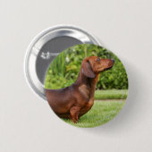 Miniatuur Dachshund met gladde haren Ronde Button 5,7 Cm (Voorkant /achterkant)