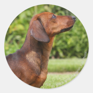 Miniatuur Dachshund met gladde haren Ronde Sticker