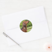 Miniatuur Dachshund met gladde haren Ronde Sticker (Envelop)