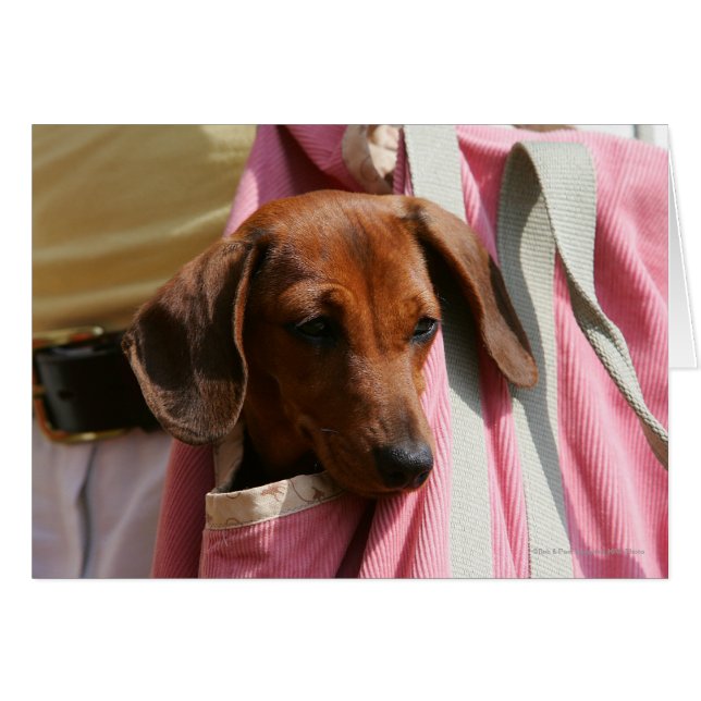 Miniatuur Dachshund Puppy met gladde haren (Voorkant Horizontaal)