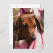 Miniatuur Dachshund Puppy met gladde haren Briefkaart (Voorkant / Achterkant)