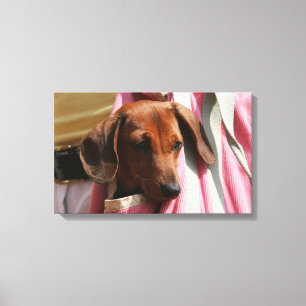 Miniatuur Dachshund Puppy met gladde haren Canvas Afdruk