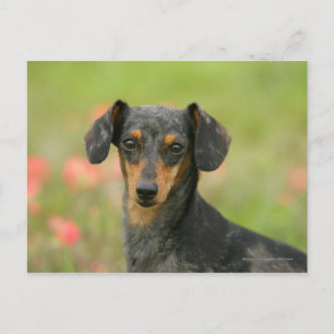 Miniatuur Dachshund Puppy met gladde haren kijkt n Briefkaart