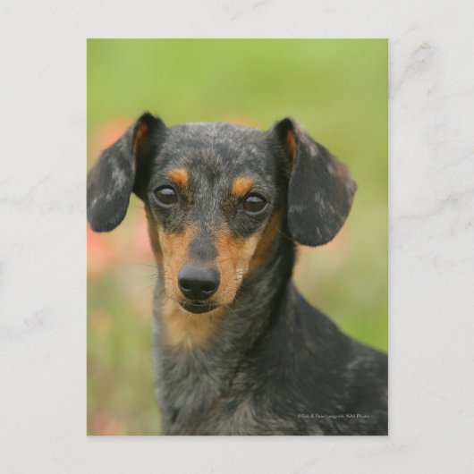 Miniatuur Dachshund Puppy met gladde haren kijkt n Briefkaart (Voorkant)