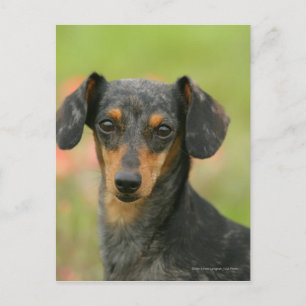 Miniatuur Dachshund Puppy met gladde haren kijkt n Briefkaart