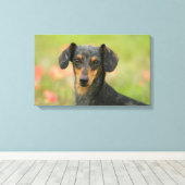 Miniatuur Dachshund Puppy met gladde haren kijkt n Canvas Afdruk (Insitu (Houten vloer))