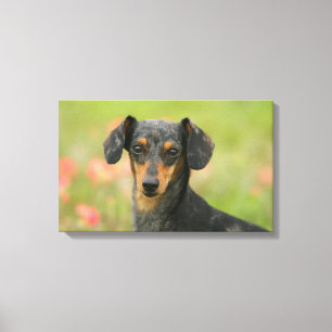 Miniatuur Dachshund Puppy met gladde haren kijkt n Canvas Afdruk