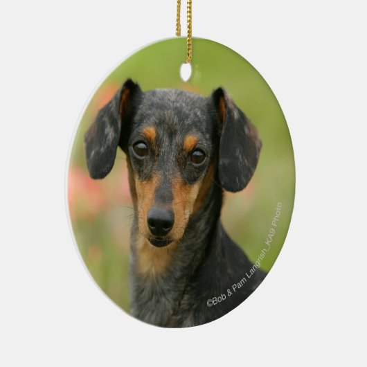 Miniatuur Dachshund Puppy met gladde haren kijkt n Keramisch Ornament (Rechts)