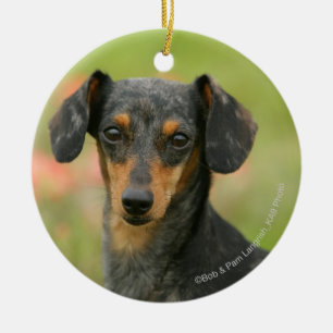 Miniatuur Dachshund Puppy met gladde haren kijkt n Keramisch Ornament