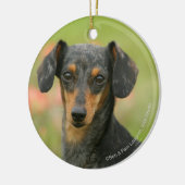 Miniatuur Dachshund Puppy met gladde haren kijkt n Keramisch Ornament (Links)