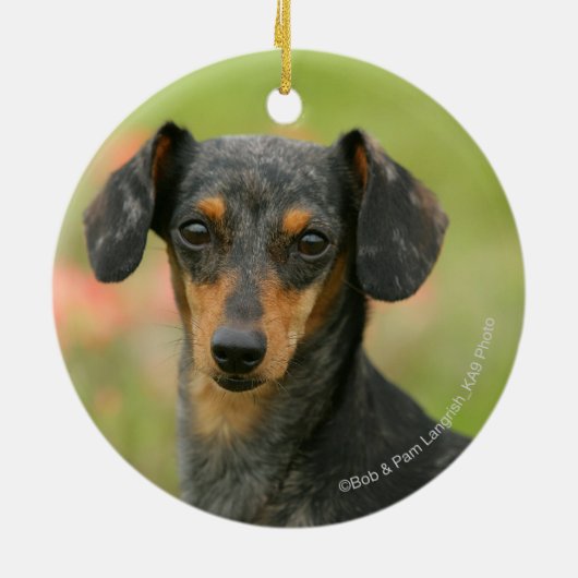 Miniatuur Dachshund Puppy met gladde haren kijkt n Keramisch Ornament (Achterkant)