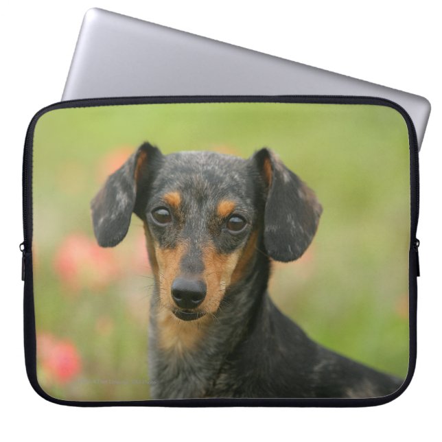 Miniatuur Dachshund Puppy met gladde haren kijkt n Laptop Sleeve (Voorkant)