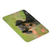 Miniatuur Dachshund Puppy met gladde haren kijkt n Magneet (Rechterzijde)