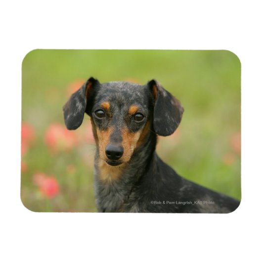 Miniatuur Dachshund Puppy met gladde haren kijkt n Magneet (Horizontaal)